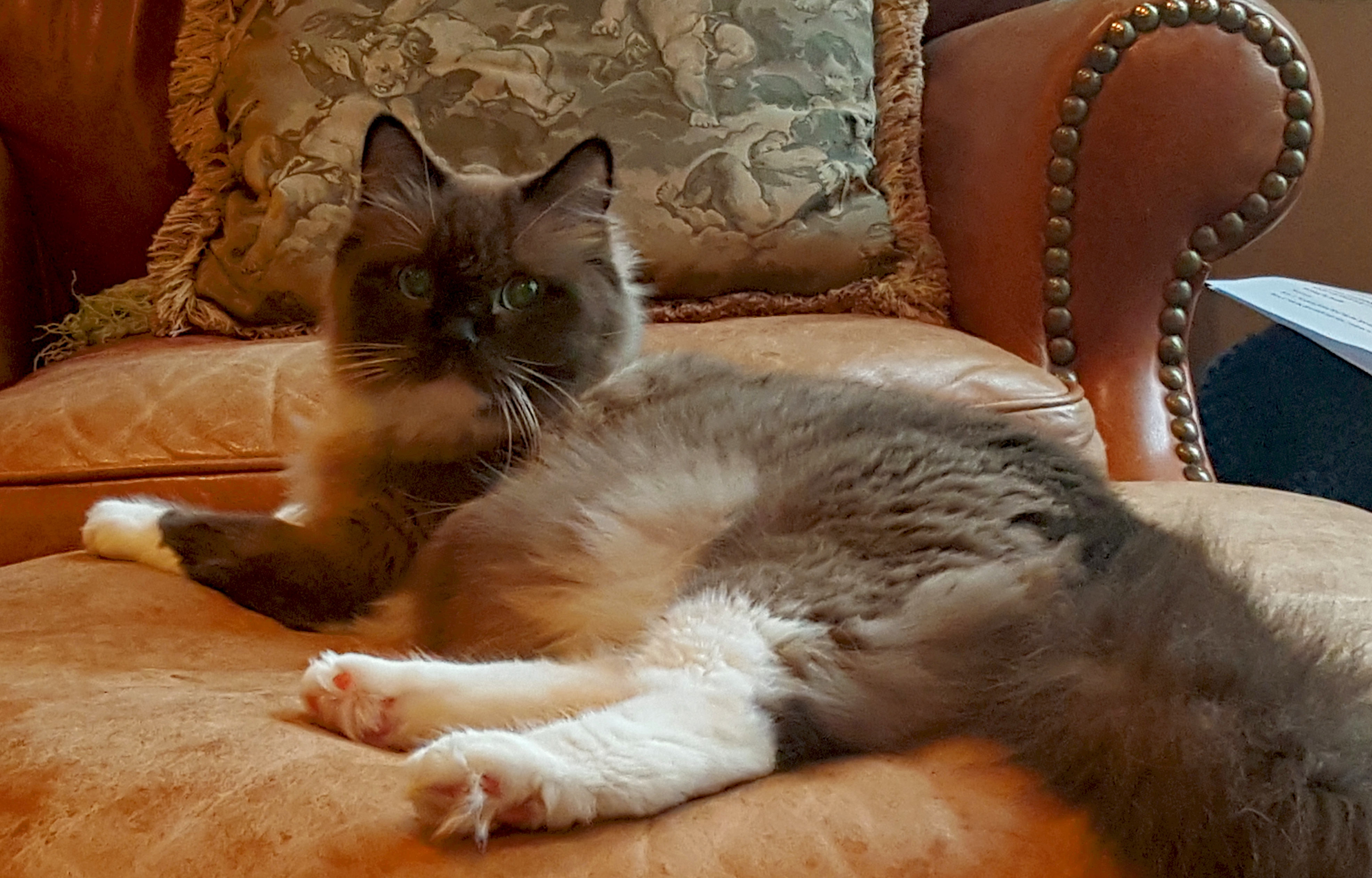 Ragdolls Kittens for Sale Seattle / WA