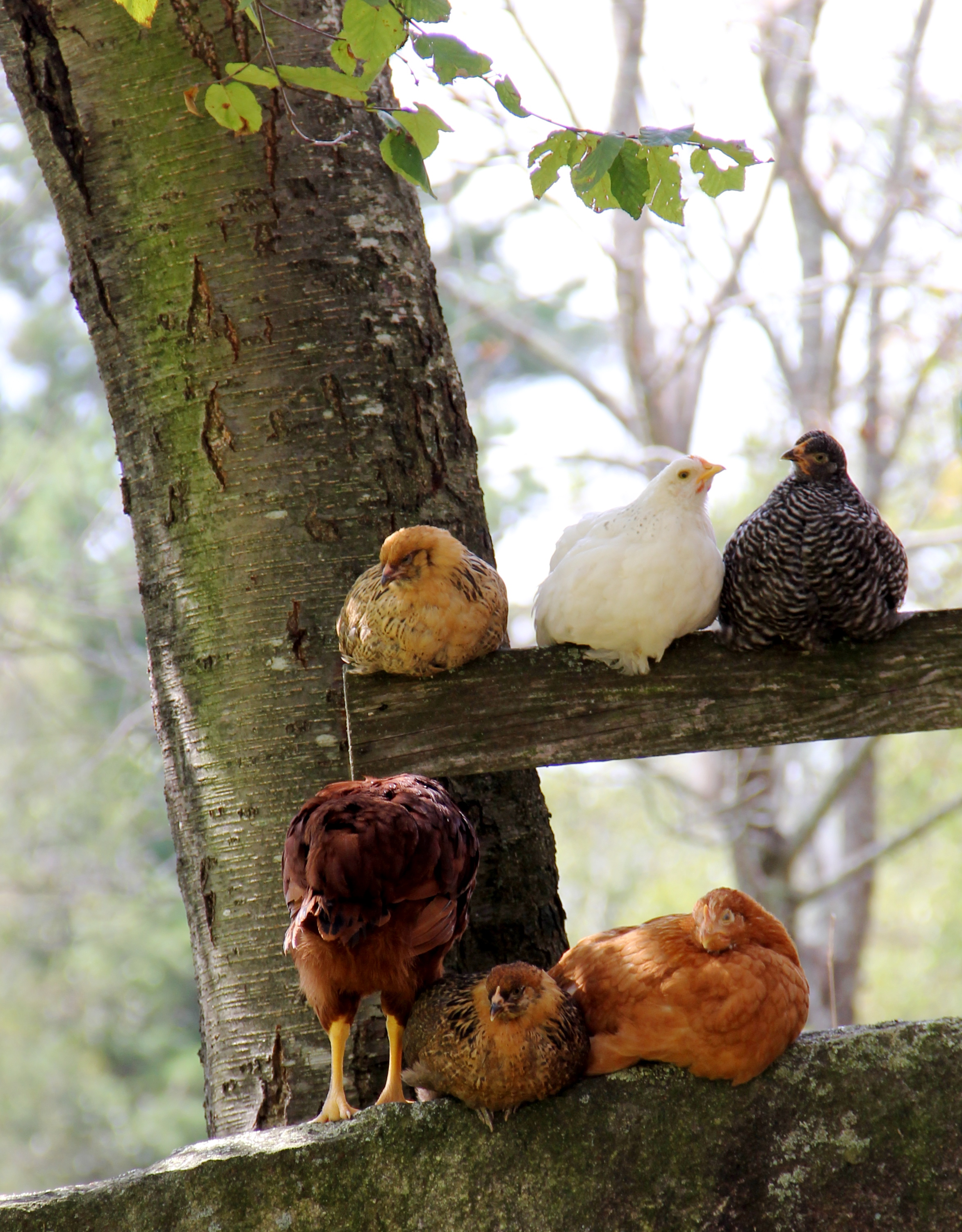 chickens Twin Maples Farm