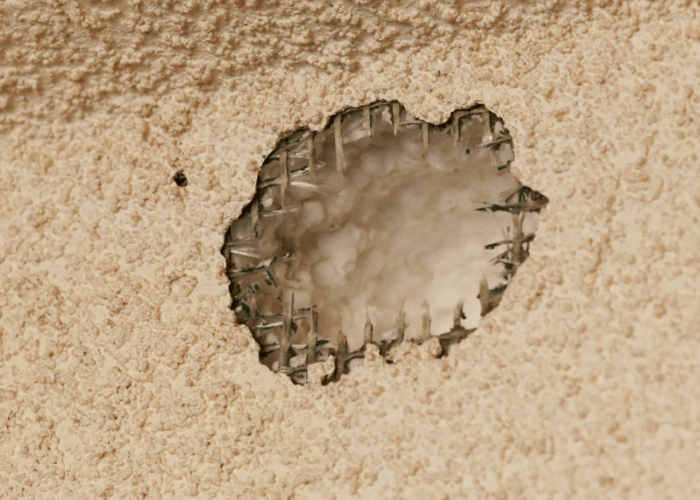 Woodpecker Damage Repair AMP Concept Canada