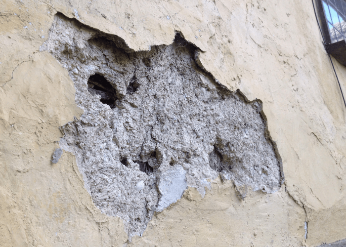 Woodpecker Damage Repair AMP Concept Canada