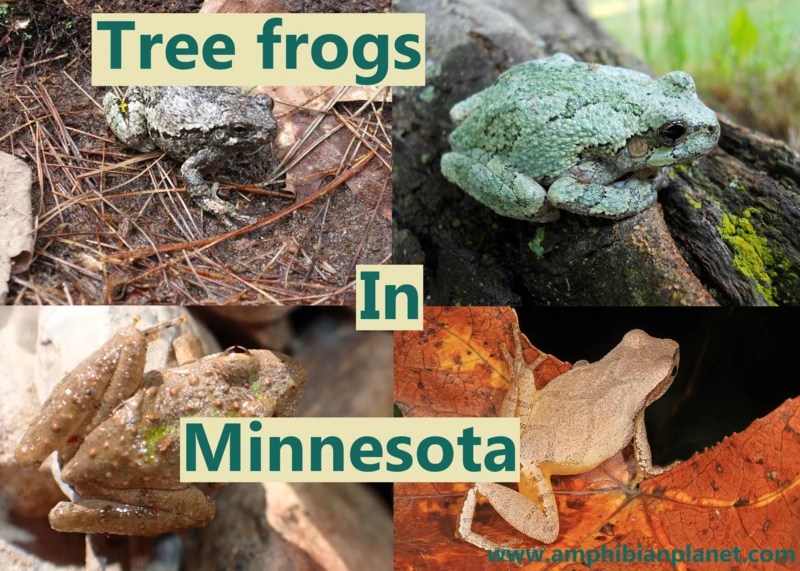 3 Types of Tree Frogs Found in Minnesota! (ID Guide) Nature Blog Network