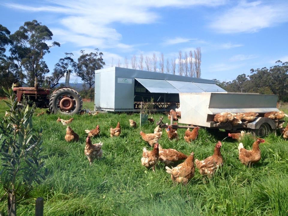 Free Range Eggs Little Yarra 600gm or 700gm Ample Food Store