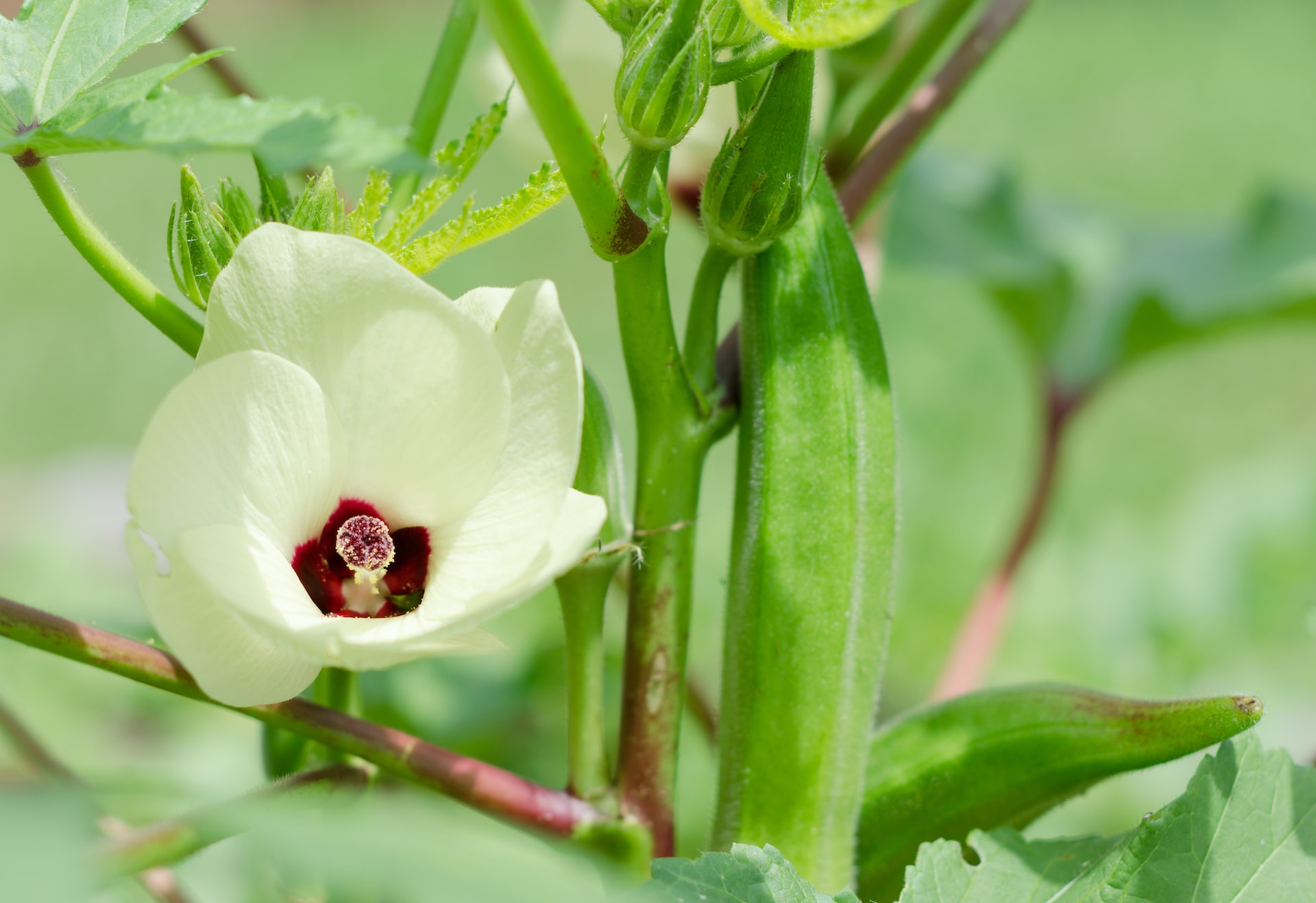 Ladies Finger (bhindi / Okra) Farming in india Amra Farms