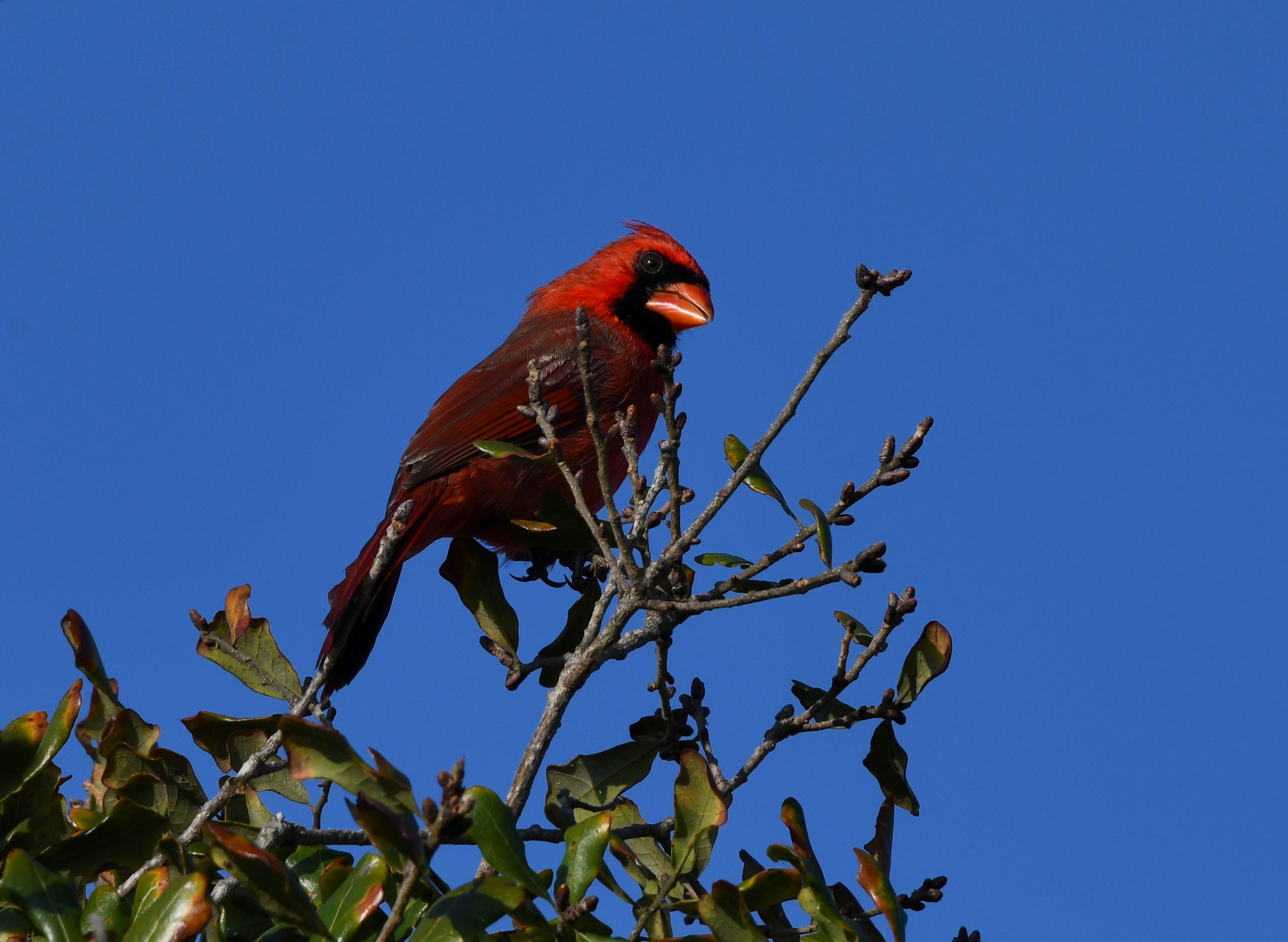 Cheer cheer birdie birdie Amy's Bird Blog