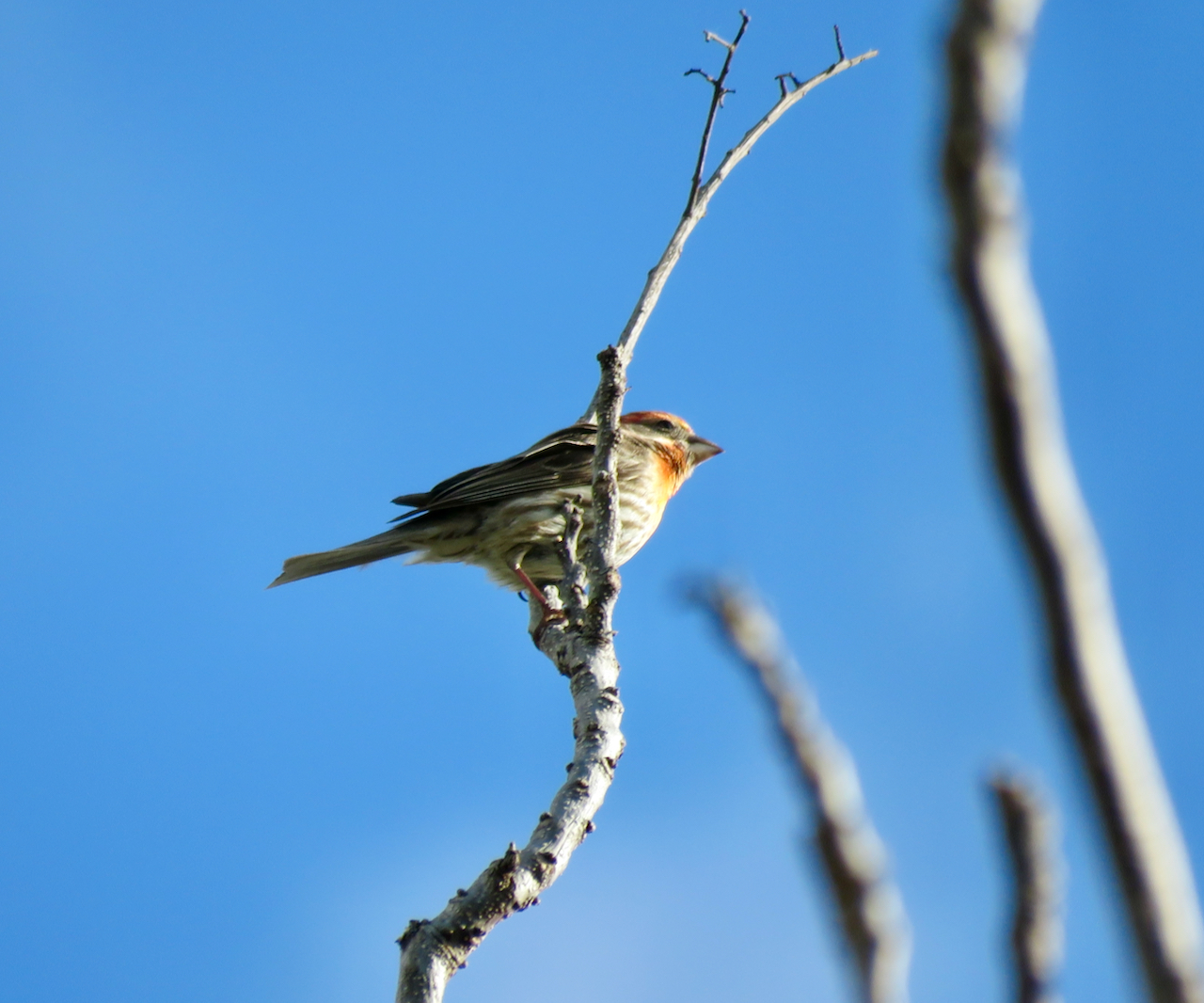 Oh, these finches live in Florida too Amy's Bird Blog