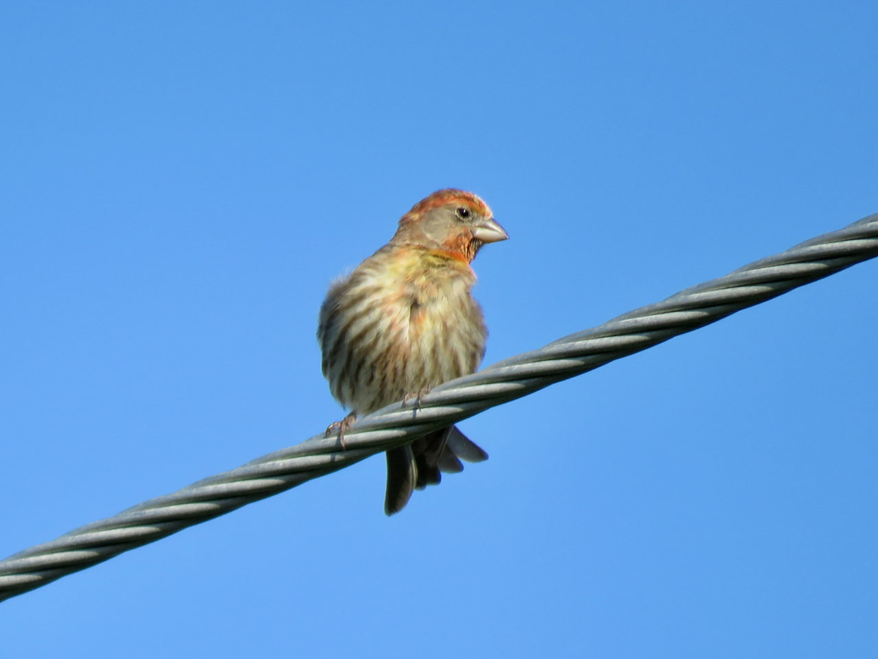 Oh, these finches live in Florida too Amy's Bird Blog