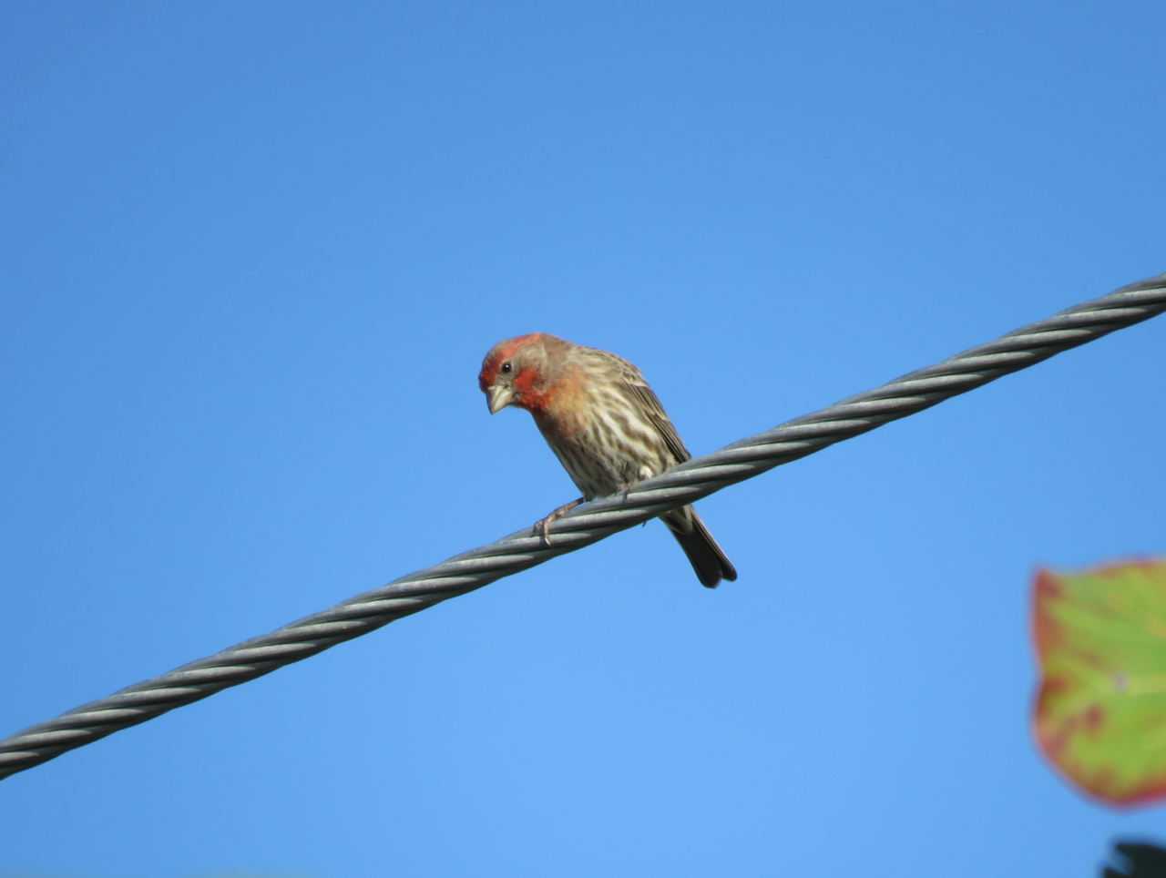 Oh, these finches live in Florida too Amy's Bird Blog