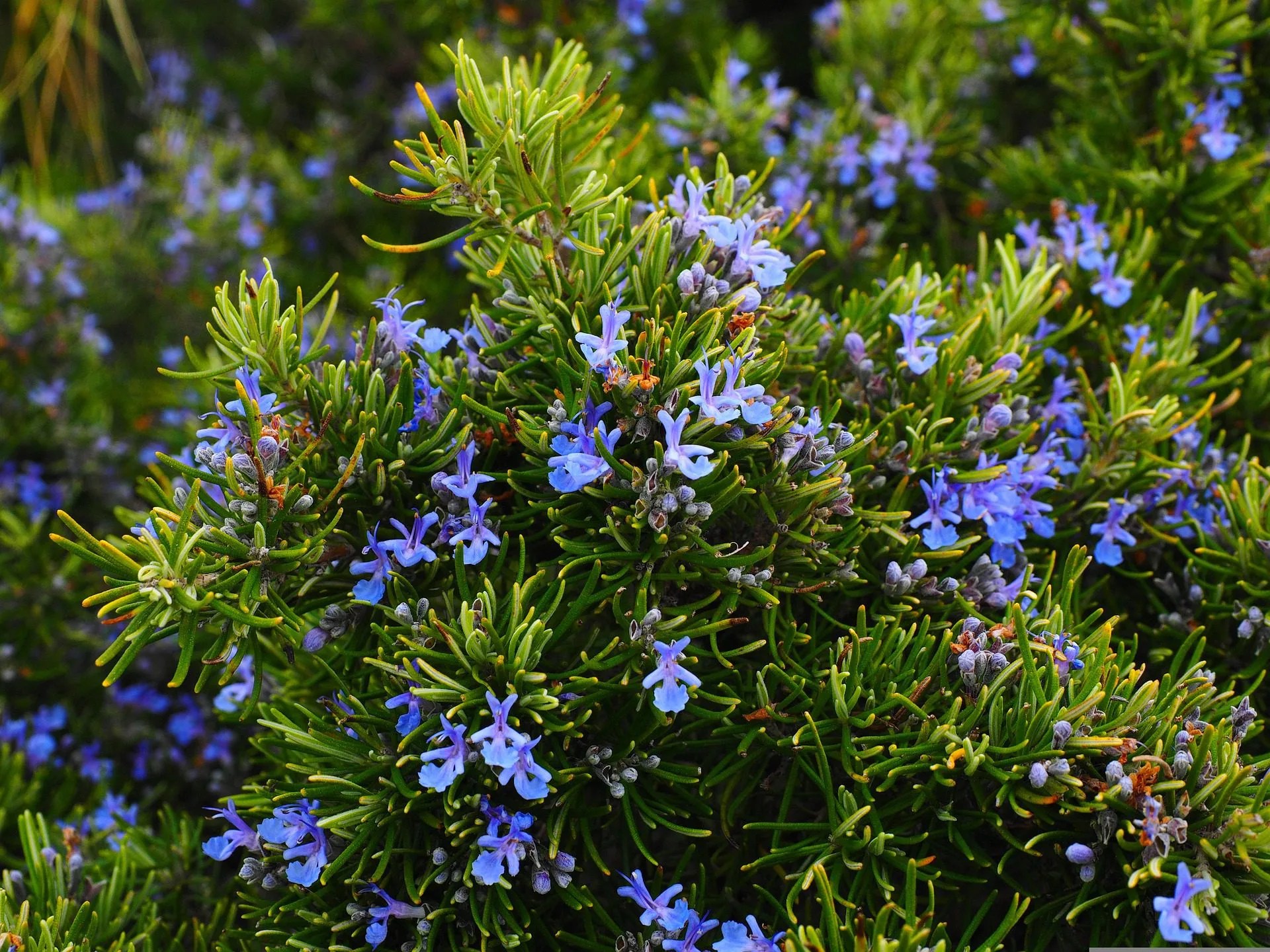 Detox Your Skin With Rosemary Verbenone Essential Oil AmyGalper