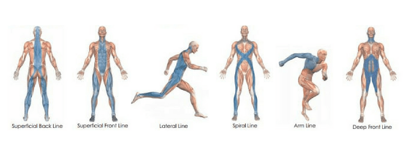 What is Fascia?