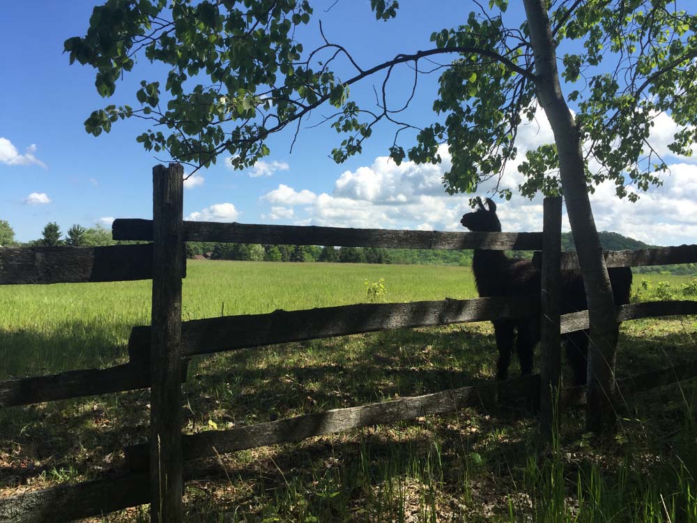 Savoye Wedding at Snow Moon Ranch Amy Kate Designs