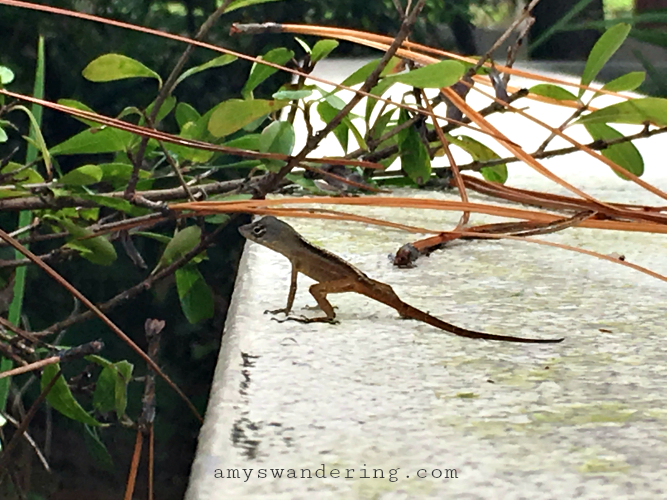 Going on a Sound Hunt Amy's Wandering