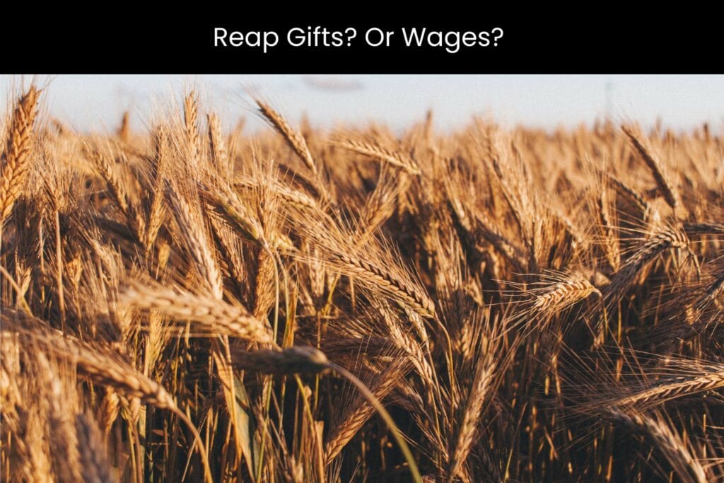 Rebirth and the Law of Sowing and Reaping Anabaptist Perspectives