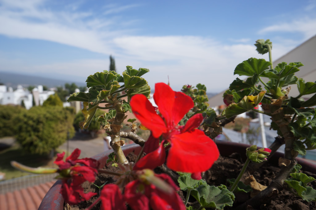 8 Flowers from Mexico