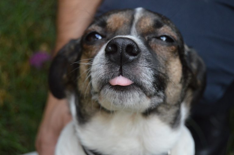 TARA Protectora de Animales Anahi en Gran Canaria