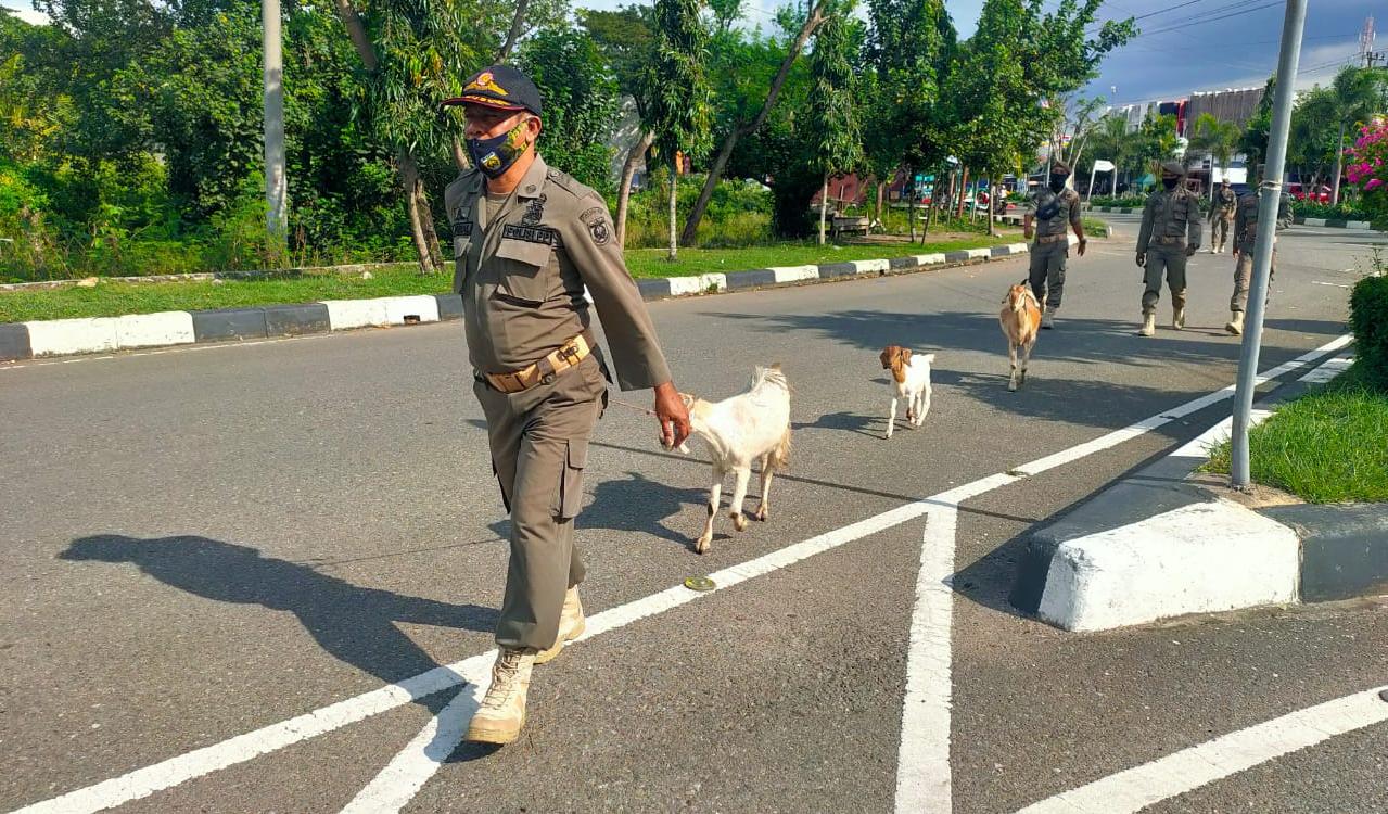 Dalam Sepekan, Satpol PP Banda Aceh Amankan Empat Ekor