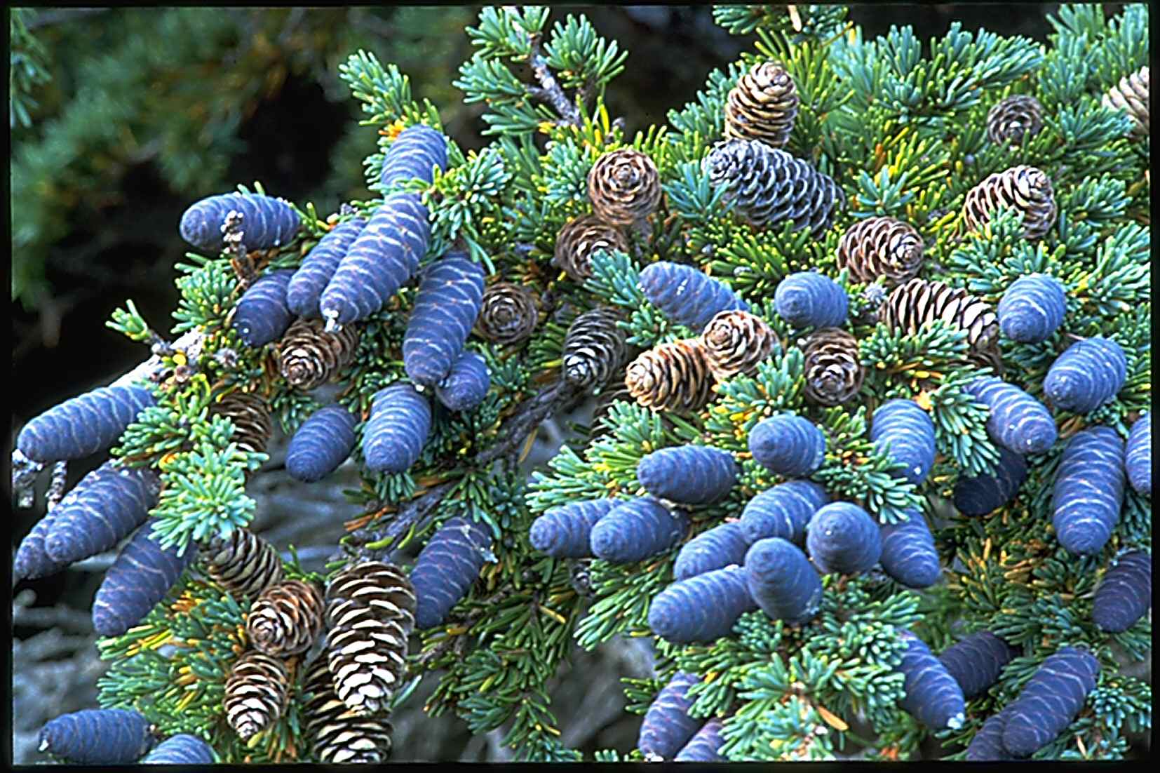 Conifers in Alaska Life Cycles of Hemlock and Spruce