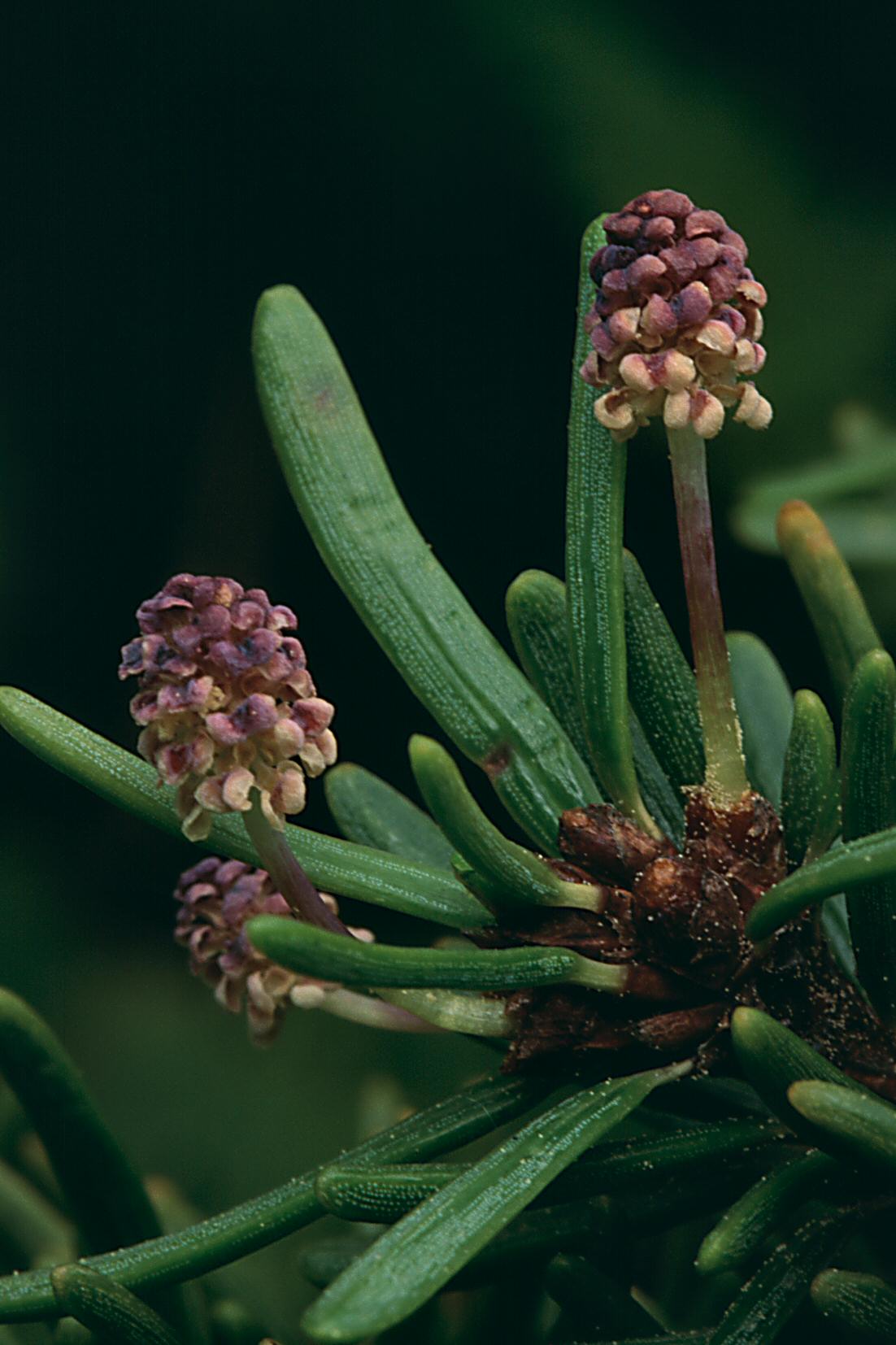 Conifers in Alaska Life Cycles of Hemlock and Spruce