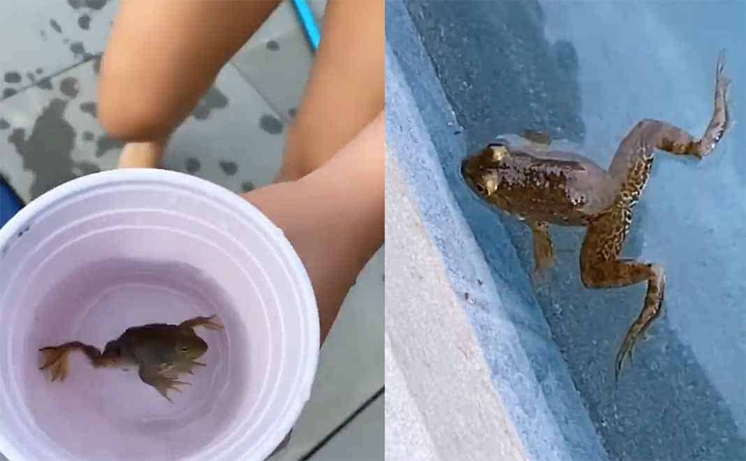 El par de ranas andaban nadando muy felices en la piscina de la casa de