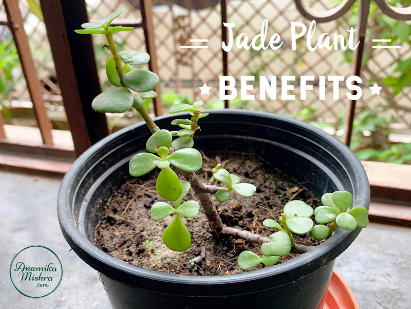 Jade Plant Benefits Spiritual & Scientific