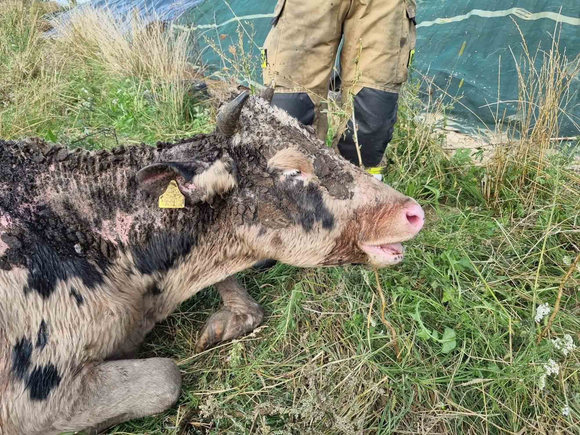 Neglected Cows Drown In Own Faeces Riddled With Decaying Carcasses