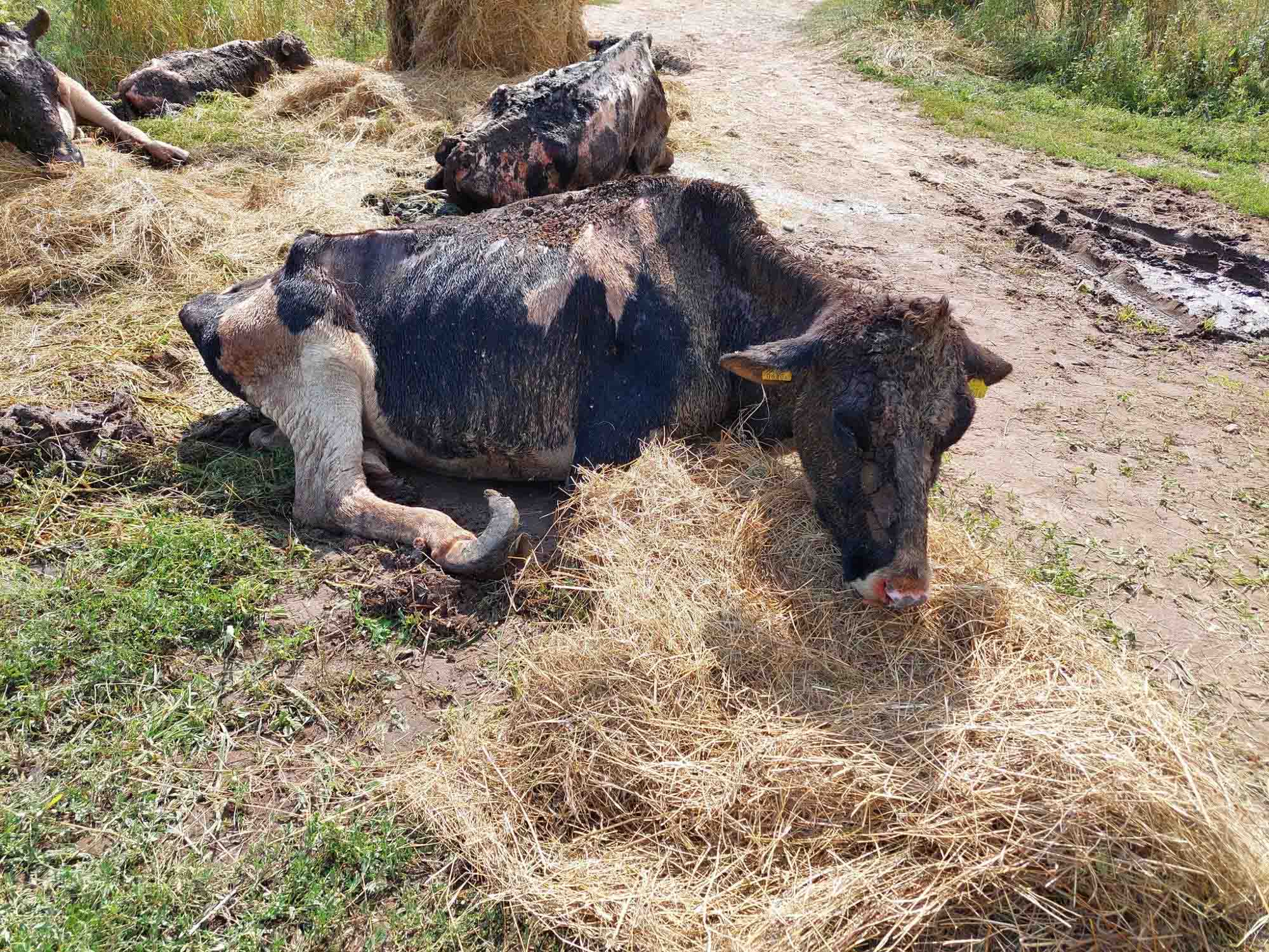 Neglected Cows Drown In Own Faeces Riddled With Decaying Carcasses