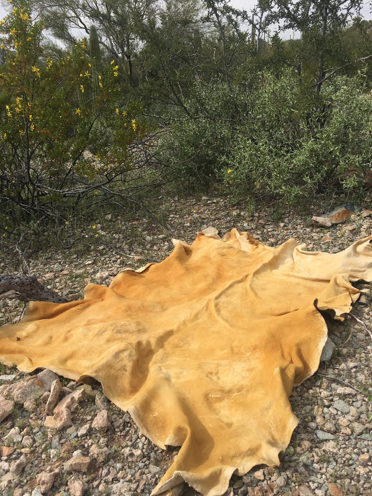 How to Tan a Hide by Mattie Ecklund The Institute for Anarchist Studies