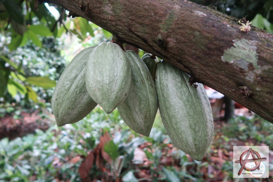 How Do You Know When Cocoa Is Ripe To Harvest?