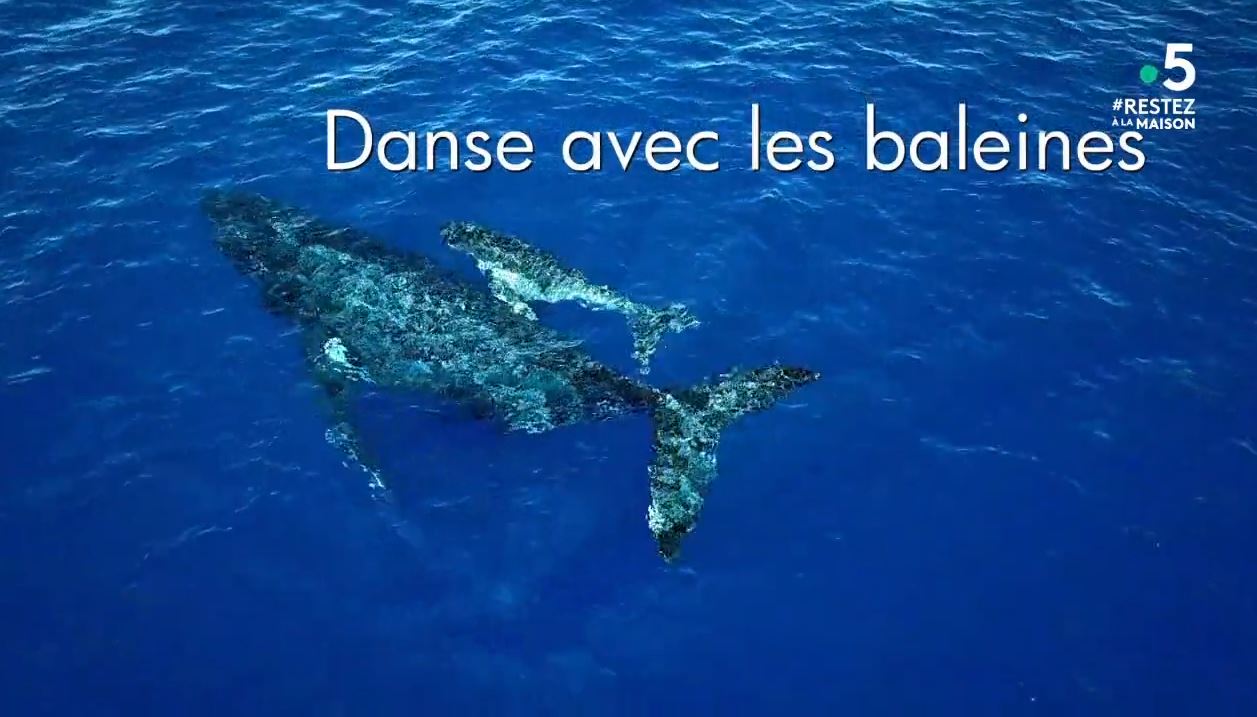 Danse avec les baleines Anarkia333data.center