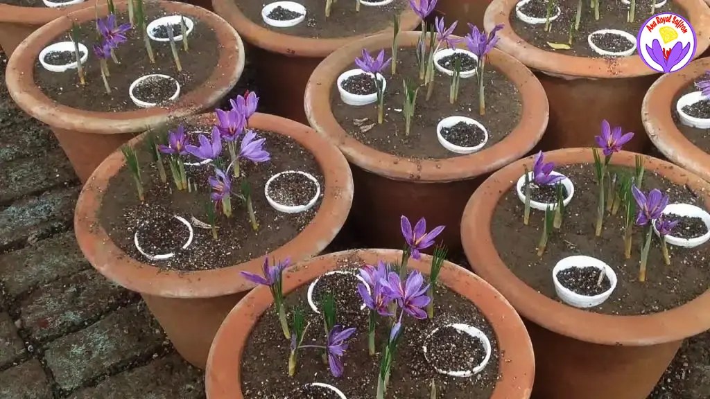 Growing Saffron In Pots In 7 Steps 10 Tips All You Need To Know