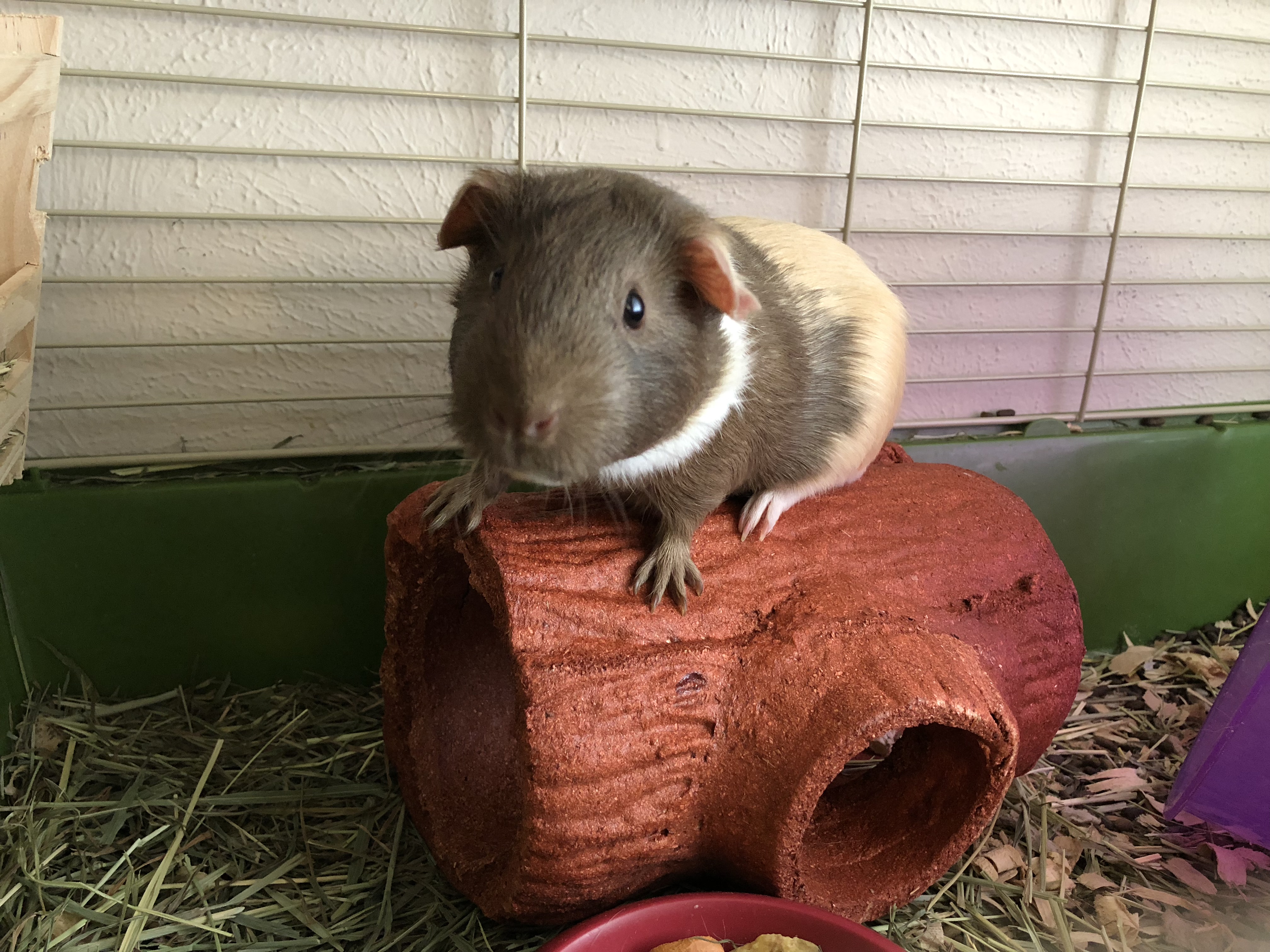 Our Guinea Pigs A Nation of Moms