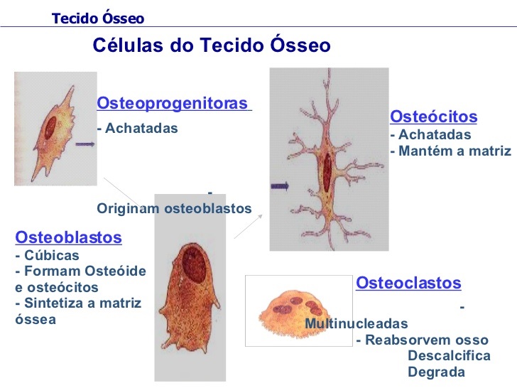 Tecido ósseo Anatomia papel e