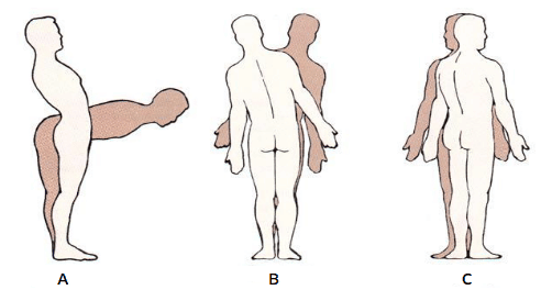 Movimentos do corpo humano Anatomia papel e