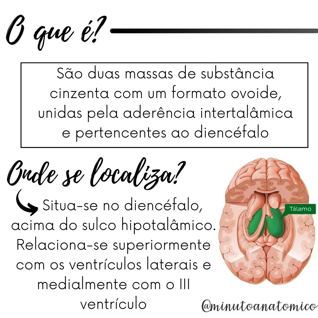 Minuto Anatômico 64 Tálamo Anatomia & Fisioterapia