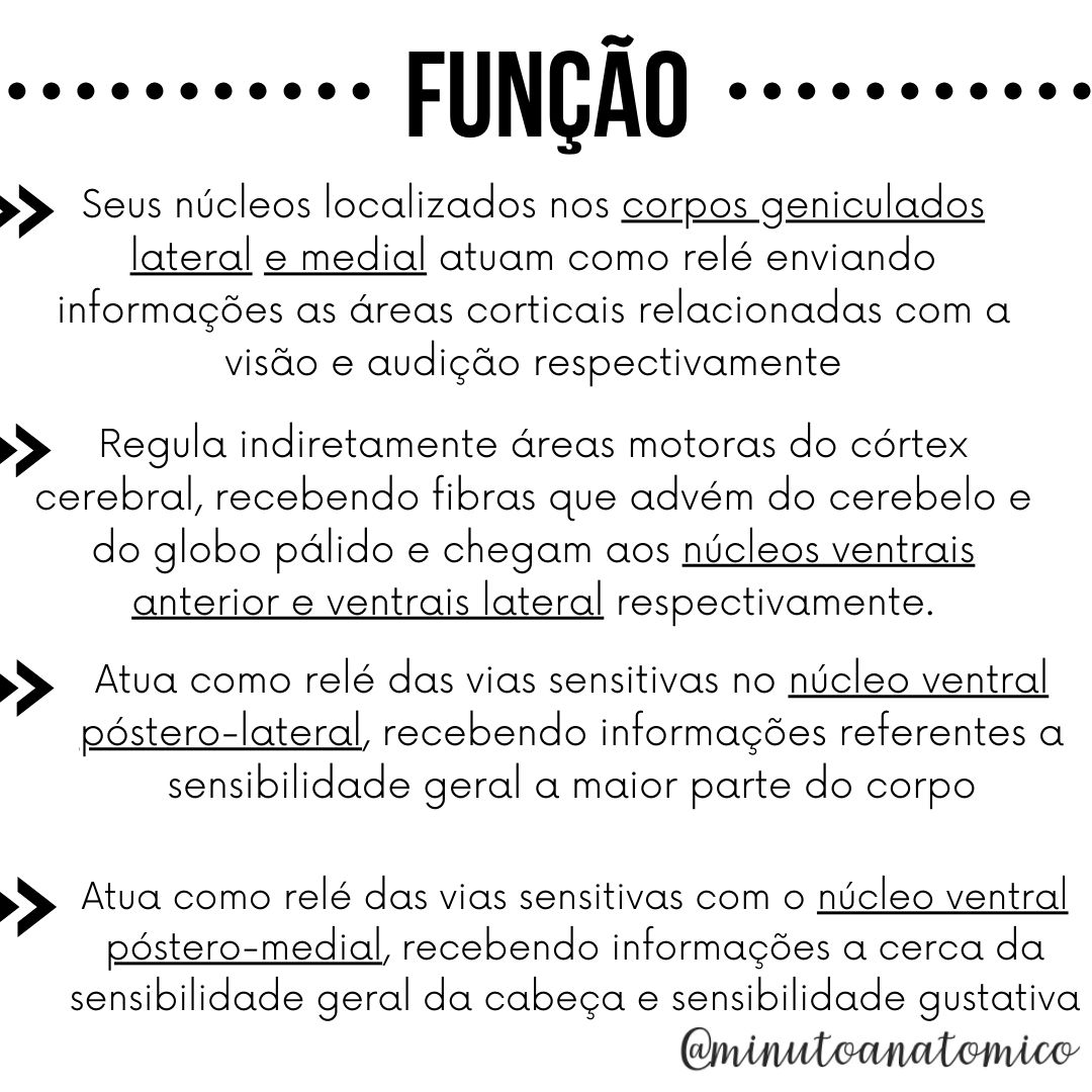 Minuto Anatômico 64 Tálamo Anatomia & Fisioterapia
