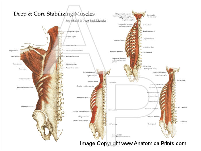 Deep and Core Stabilizing Muscles Posters 18 X 24