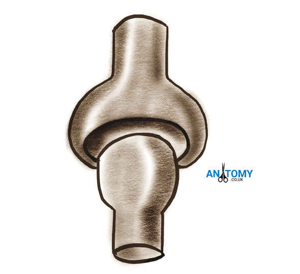 Ball and Socket Joint Definition, Examples with Pictures