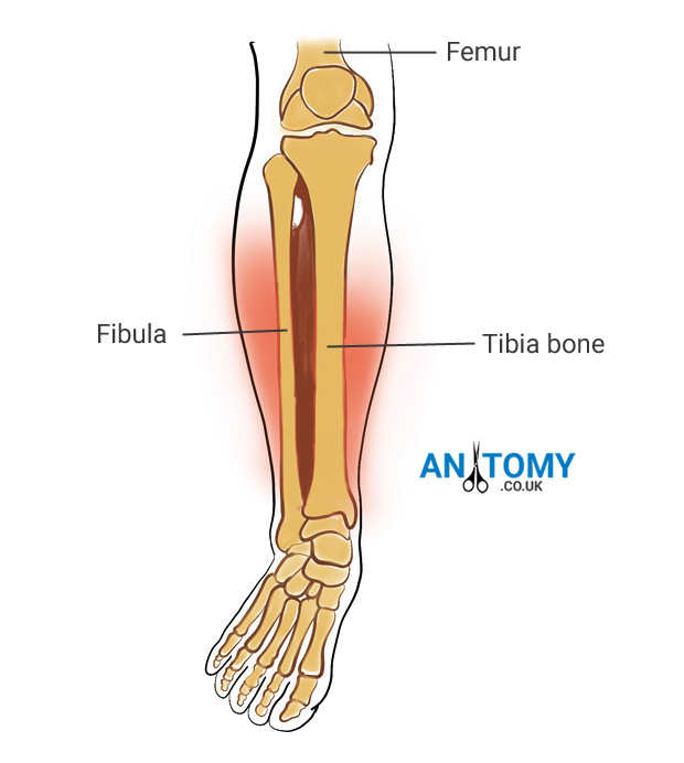 What is Tibia Bone? Location, Function, Anatomy & Pictures