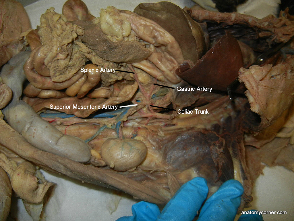 Major Arteries and Veins of the Cat Anatomy Corner