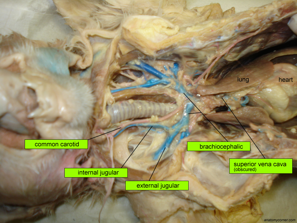 Major Arteries and Veins of the Cat Anatomy Corner