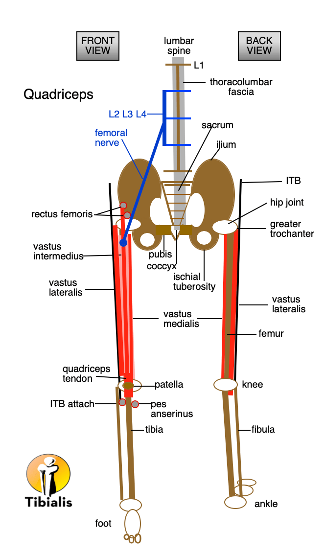 Quads AnatomyFixIt • Clinical, Orthopedic, Sports and Therapeutic