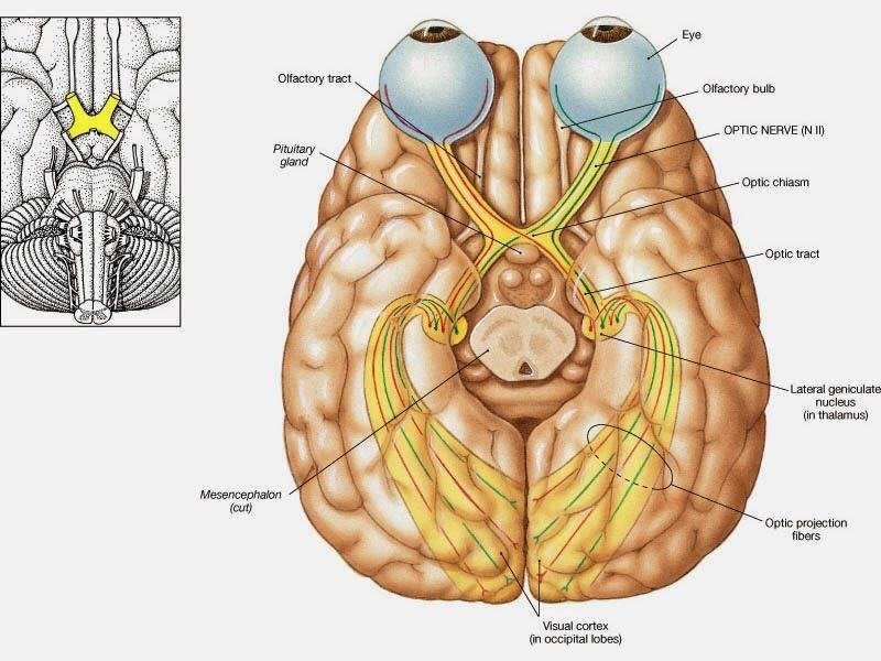 Occipital Lobe Anatomy, Location & Function Anatomy Info