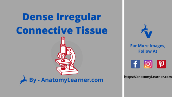 Dense Irregular Connective Tissue - Description of Histology from Slide