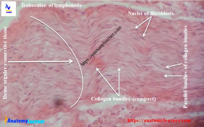 Dense Regular Connective Tissue Histology with Slides » AnatomyLearner