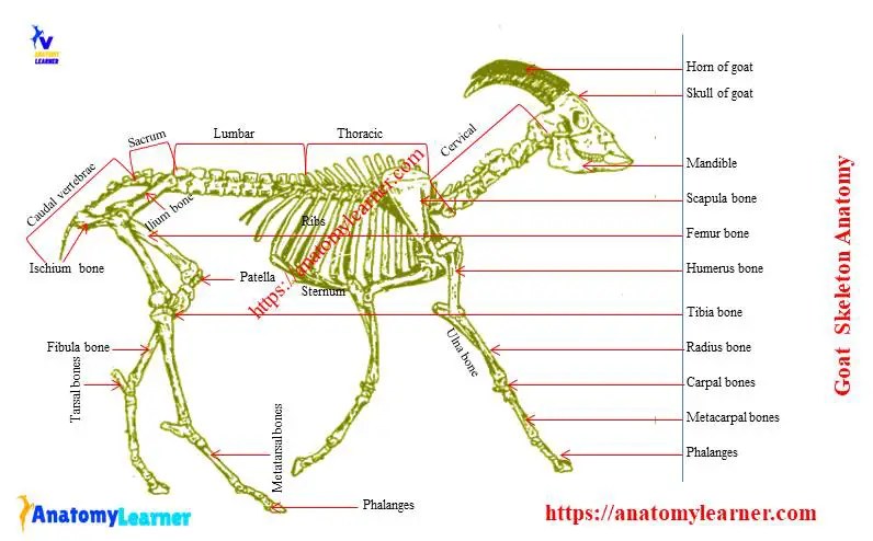 Goat Anatomy - External and Internal Anatomical Features with Labeled