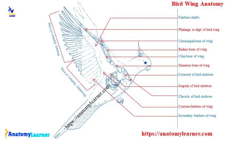 Bird Wing Anatomy with a Diagram - Bones, Muscles, Joints, and Vessels