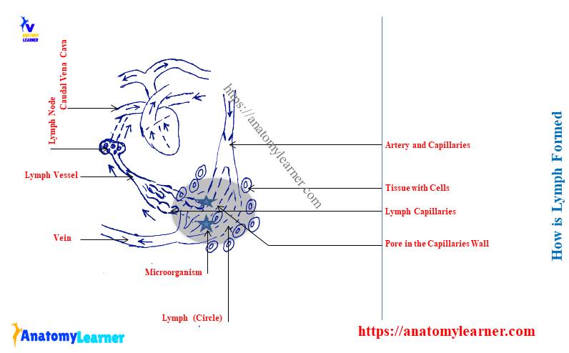 How is Lymph Formed and Transported - Lymph Circulation Flow Chart