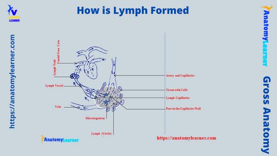 How is Lymph Formed and Transported - Lymph Circulation Flow Chart