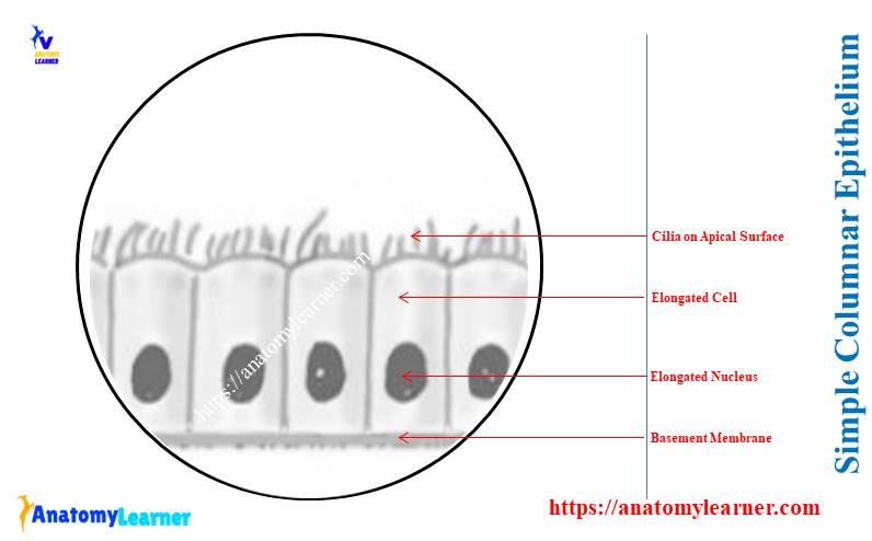 Simple Columnar Epithelium Under a Microscope with Labeled Diagram