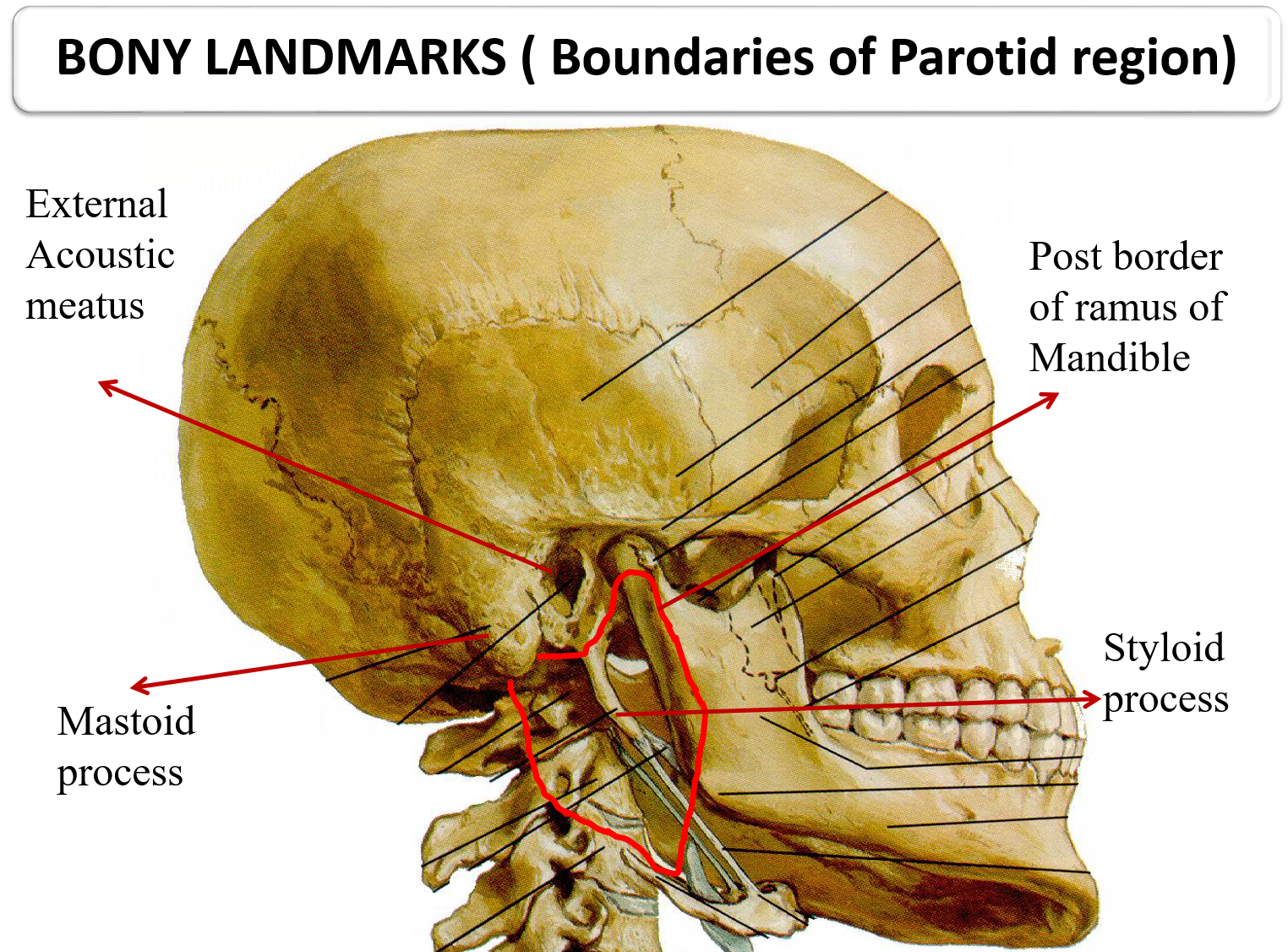 Parotid Gland Anatomy QA