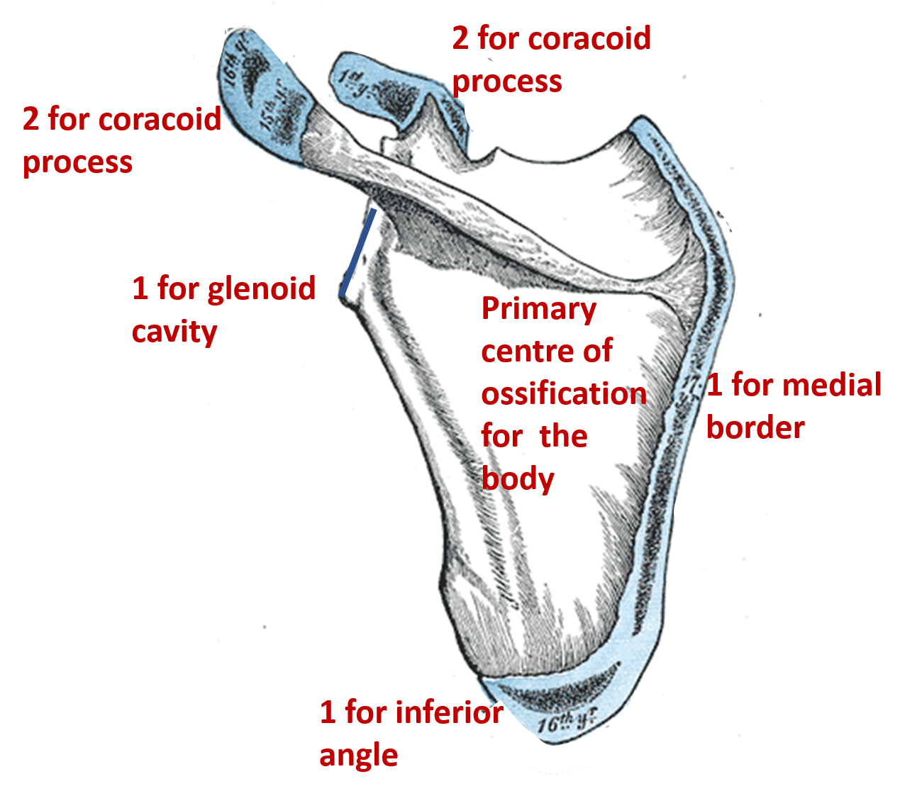 Scapula Anatomy QA